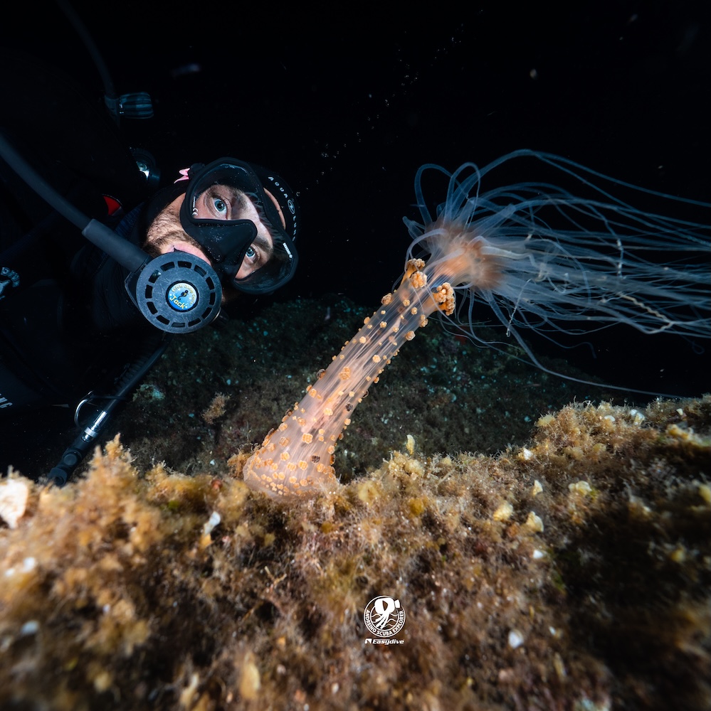 Creatura marina fotografata durante una night dive all’Isola d’Elba