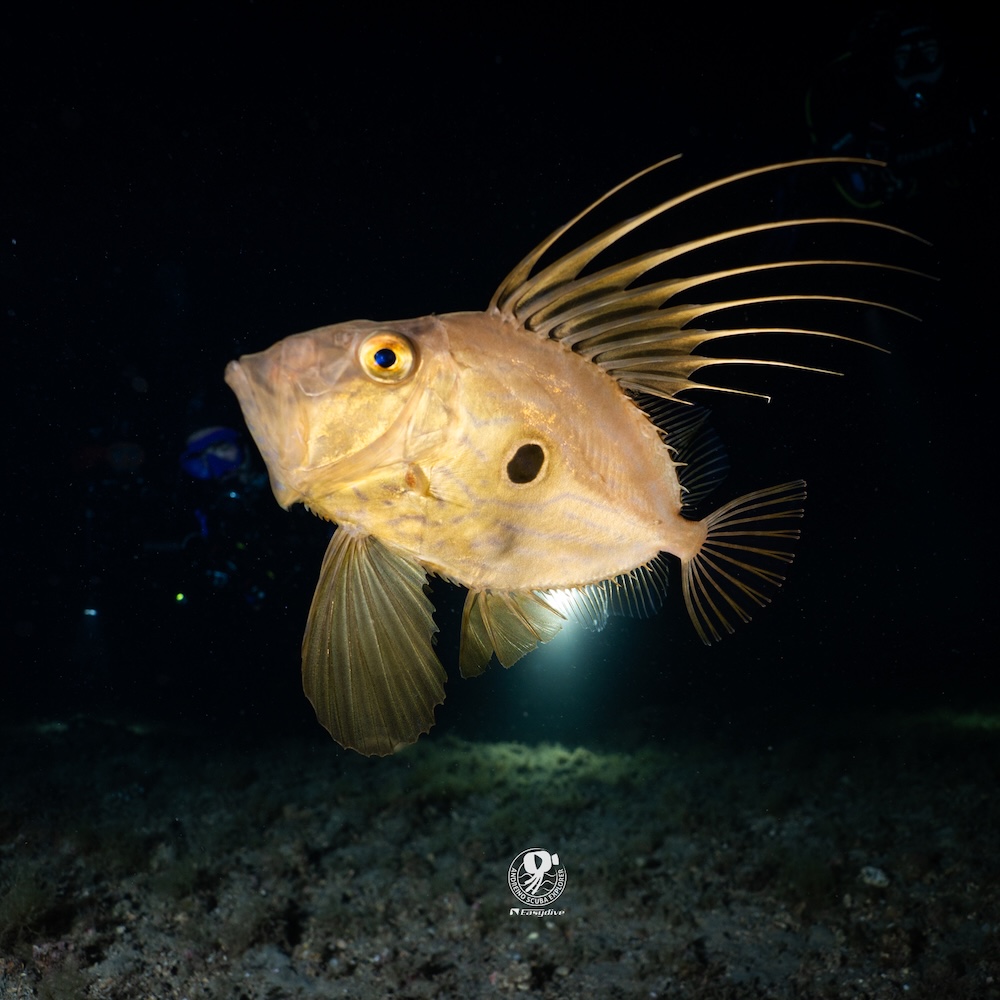 Pesce San Pietro durante un’immersione notturna all’Isola d’Elba